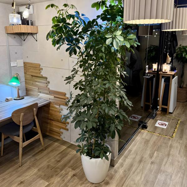 アイデスク新宿自習室 観葉植物